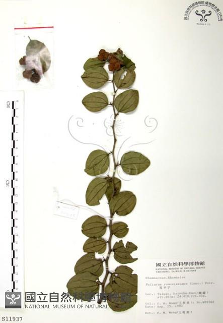 馬甲子藏品圖，第1張