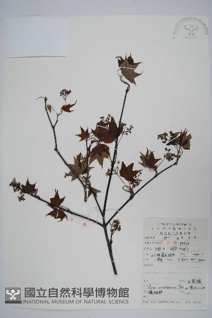 五裂槭藏品圖，第1張