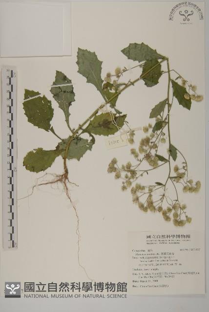 薄葉艾納香藏品圖，第1張