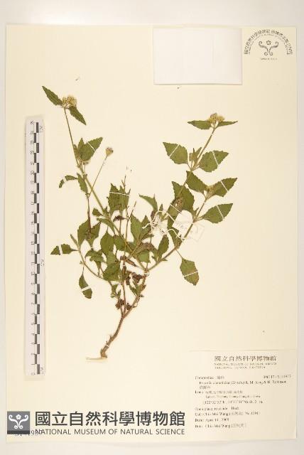 貓腥草藏品圖，第1張