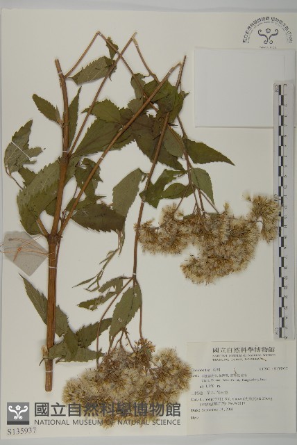 登錄號:S135937藏品圖，第1張