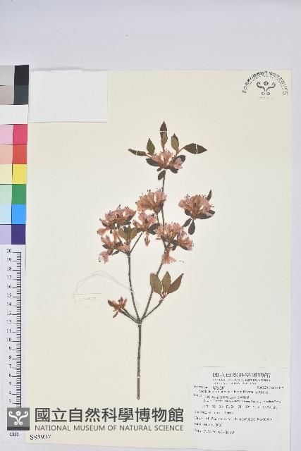 南澳杜鵑藏品圖，第1張