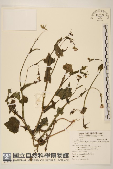 紫背草藏品圖，第1張