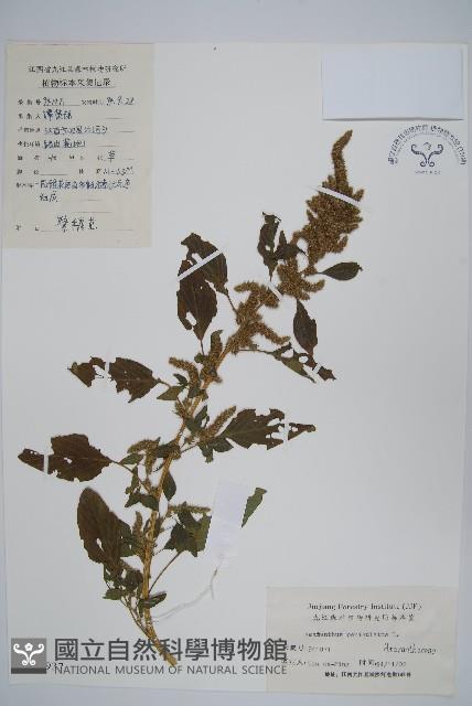 繁穗莧藏品圖，第1張