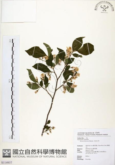 烏皮九芎、奮起湖野茉莉藏品圖，第1張