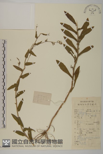 耳葉紫菀藏品圖，第1張