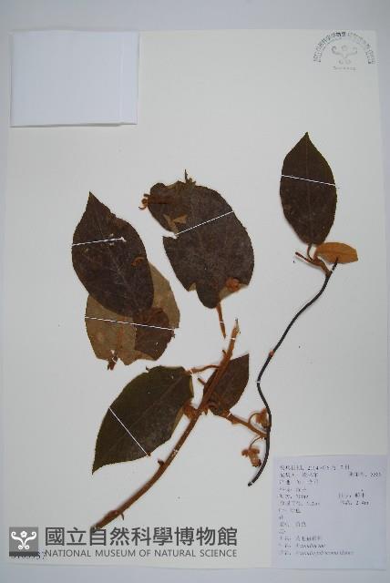 棕毛獼猴桃藏品圖，第1張