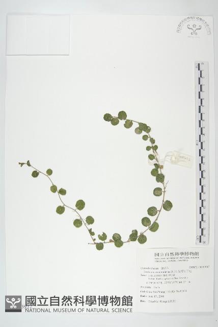 短梗土丁桂藏品圖，第1張