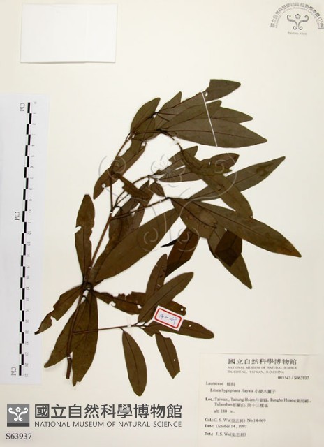 黃肉樹, 小梗木薑子藏品圖，第1張