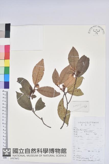 溪畔杜鵑花藏品圖，第1張