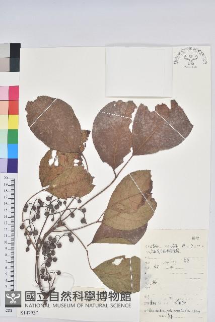 重陽木藏品圖，第1張