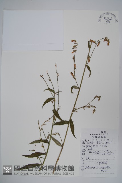 石沙參藏品圖，第1張