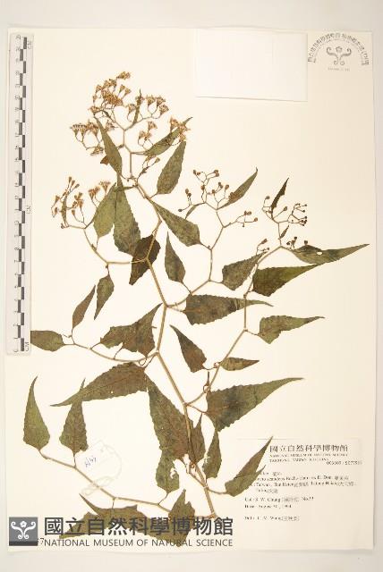 蔓黃菀藏品圖，第1張