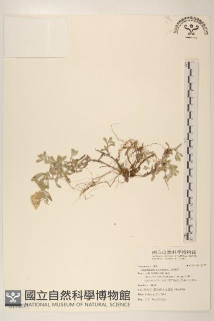 絲綿草藏品圖，第1張