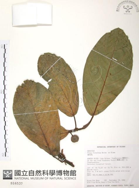 豬母乳、水同木藏品圖，第1張