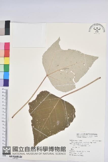 白匏子藏品圖，第1張