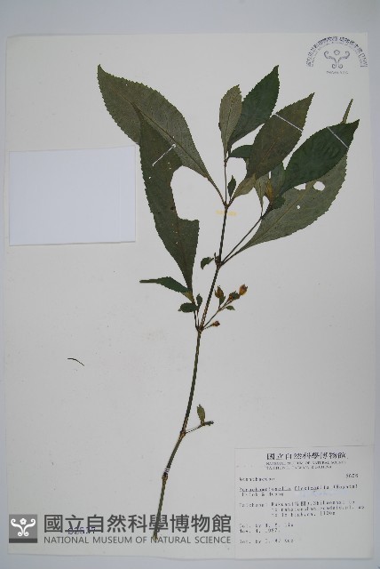 腺萼馬藍藏品圖，第1張