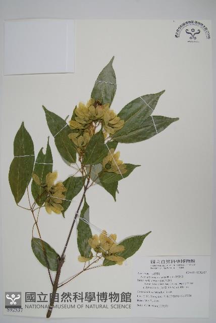 樟葉槭, 飛蛾子樹藏品圖，第1張