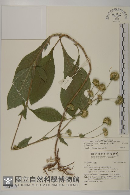 地膽草、毛蓮菜藏品圖，第1張