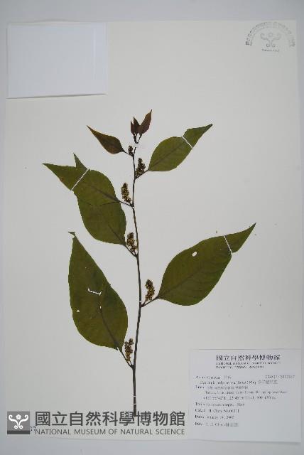 多子漿果莧藏品圖，第1張