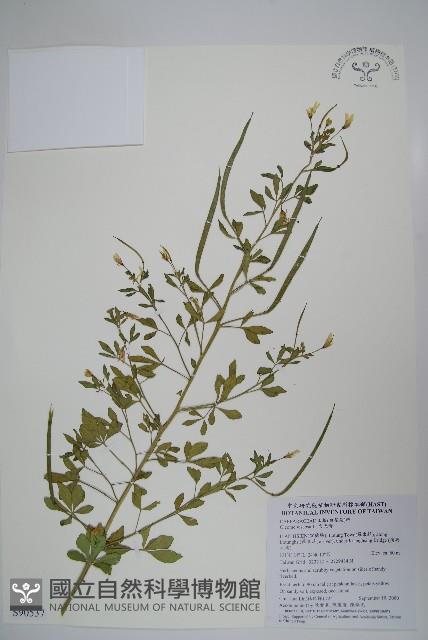 向天黃藏品圖，第1張