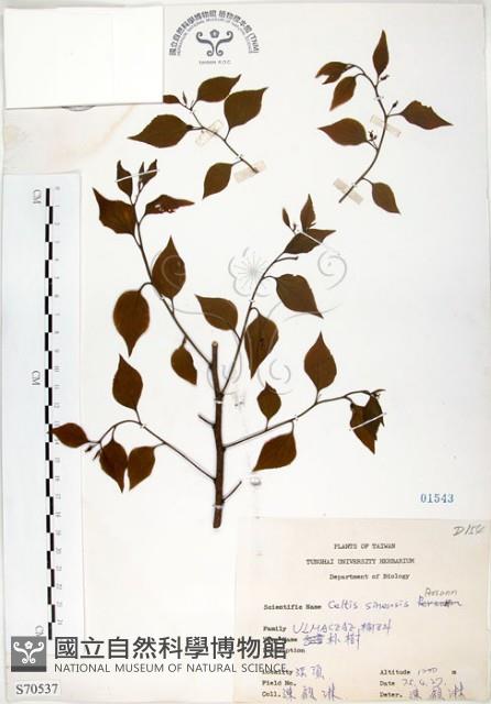 朴樹藏品圖，第1張