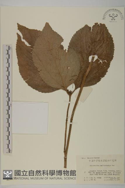 多穗金粟蘭藏品圖，第1張