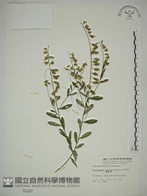 響鈴豆藏品圖，第1張