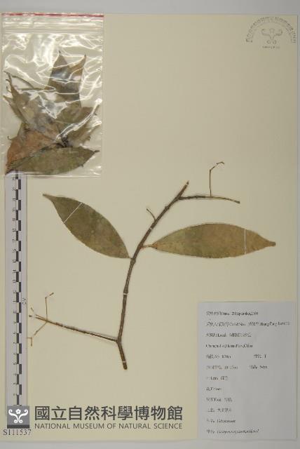 Accession Number:S111537 Collection Image, Figure 1, Total 2 Figures