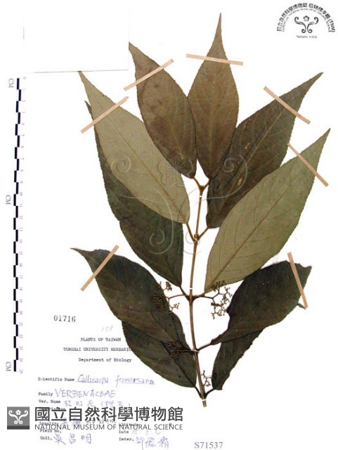 杜虹花，台灣紫珠藏品圖，第1張
