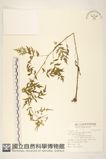 玉山黃菀藏品圖，第1張