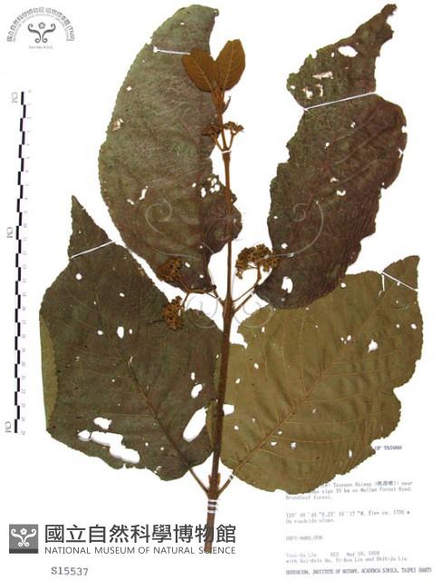 杜虹花，台灣紫珠藏品圖，第1張