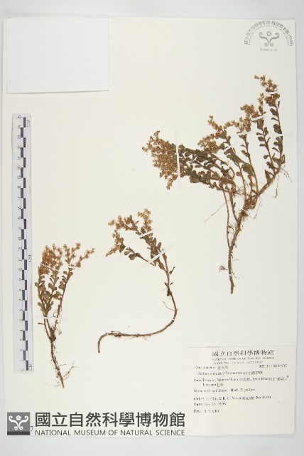 能高佛甲草藏品圖，第1張