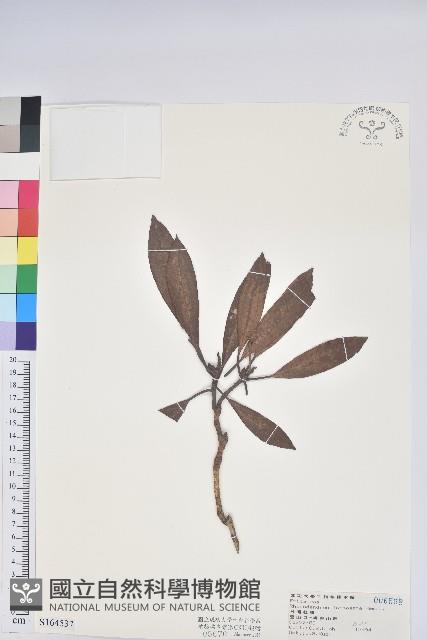 臺灣杜鵑藏品圖，第1張