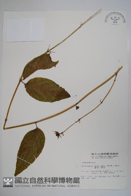 台灣土黨參藏品圖，第1張