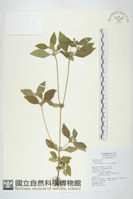 金腰箭藏品圖，第1張