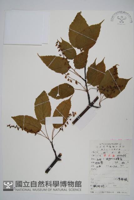 青榨槭藏品圖，第1張