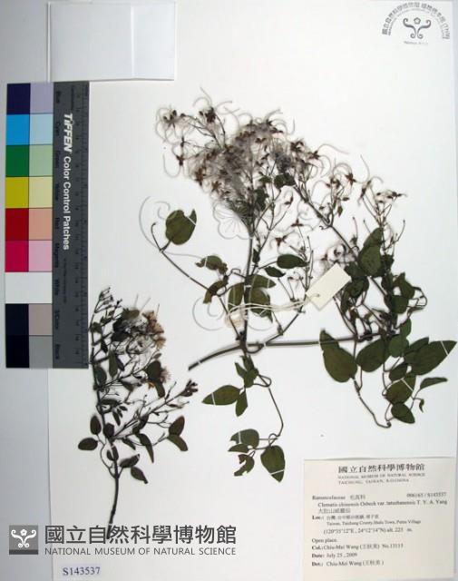 大肚山威靈仙藏品圖，第1張