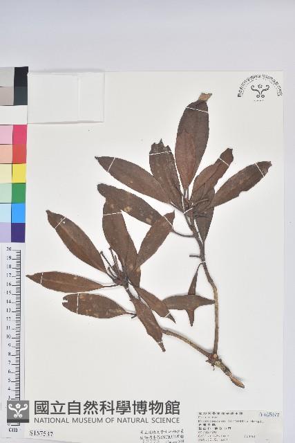 臺灣杜鵑藏品圖，第1張