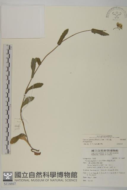 日本假蓬藏品圖，第1張