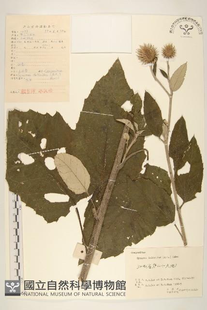 山牛旁藏品圖，第1張