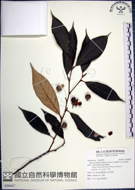 紅皮、葉下白、赤仔尾藏品圖，第1張