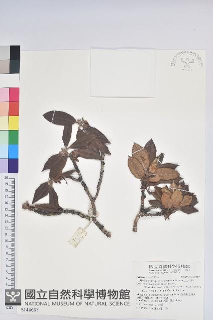 玉山杜鵑藏品圖，第1張