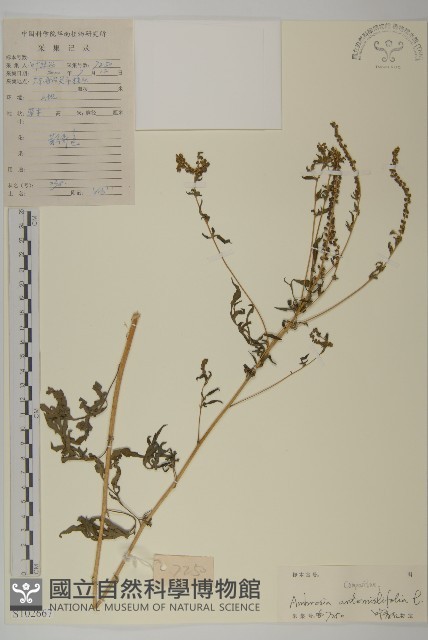 豬草、瘤果菊藏品圖，第1張