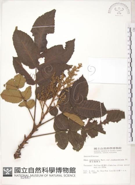 羅氏鹽膚木藏品圖，第1張