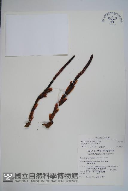 穗花蛇菰藏品圖，第1張