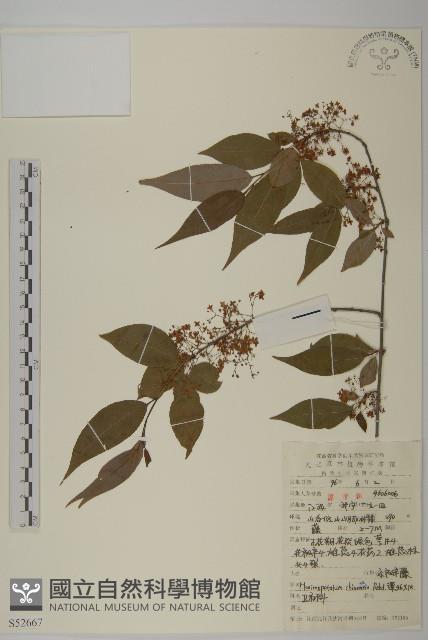 永瓣藤藏品圖，第1張