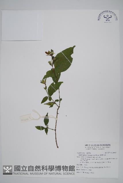 臺灣馬藍藏品圖，第1張