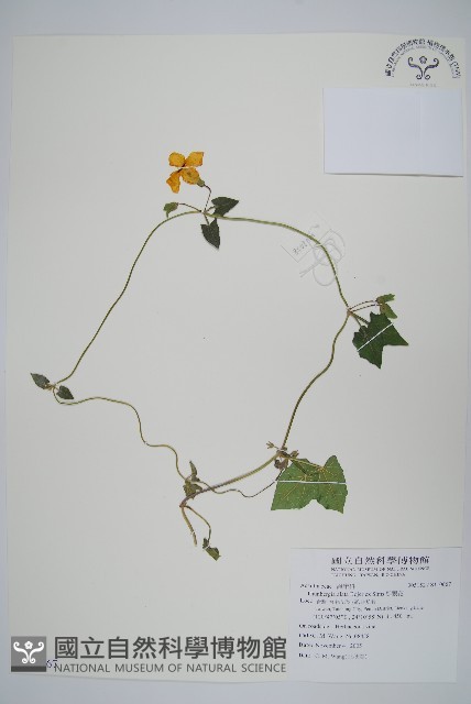 黑眼花藏品圖，第1張