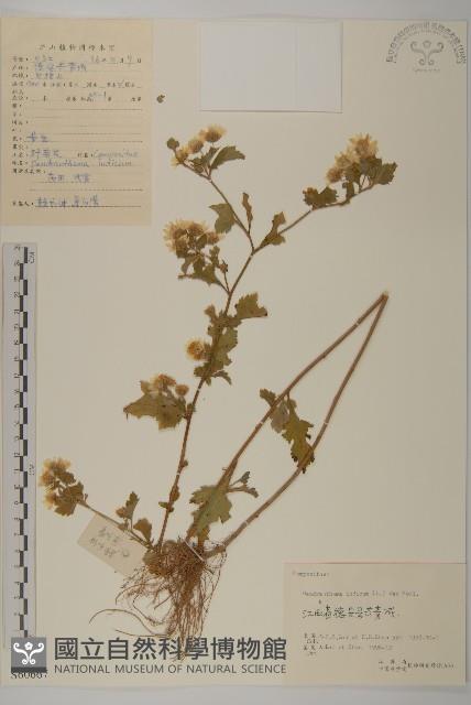 油菊、野菊藏品圖，第1張